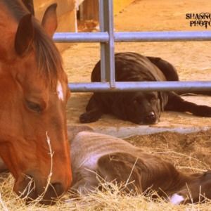 Meet your Posher, Shannon